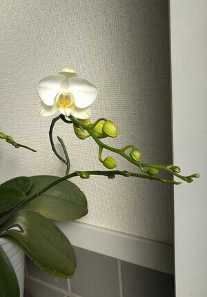 胡蝶蘭咲いた _コピー